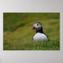 Search for burrowing posters Bird