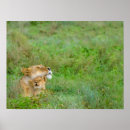 Search for lioness posters Cub