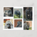 Search for gorilla postcards Silverback