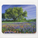 Search for oak electronics Season