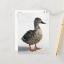 Search for baby ducklings postcards Animal