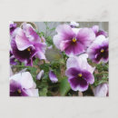 Search for purple postcards Nature photography