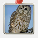 Search for barred owl christmas tree decorations Strix varia