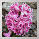 Search for hyacinthe posters Pink