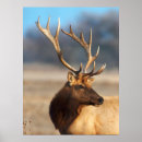 Search for bull elk posters Superstock
