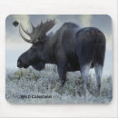 Search for documentary electronics Wildlife