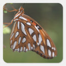 Search for spots photography Butterfly