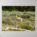Search for pronghorn posters Nature