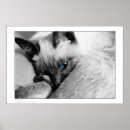 Search for siamese photography Kitten