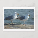 Search for inlet postcards Ocean