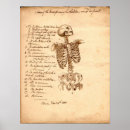 Search for human anatomy posters Bones