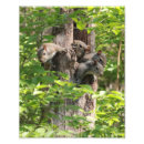 Search for funny squirrel posters Forest
