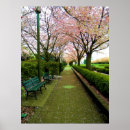 Search for white sakura art Flower