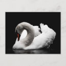 Search for poultry cards invites Feathers