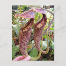 Search for carnivorous postcards Botanical