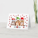 Search for kitten christmas cards Santa claus