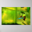Search for guppies posters Fish