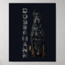 Search for doberman posters Dobie