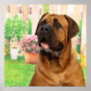 Search for mastiff posters Animal