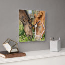 Search for stables clocks Animal