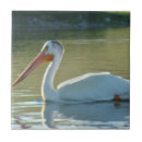 Search for pelican tiles White pelicans