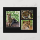 Search for big cat postcards Wildcat