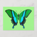 Search for black and turquoise postcards Butterfly