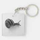 Search for snail shell key rings Wildlife photography