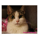 Search for lover photography Pet photo