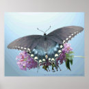 Search for spicebush Butterfly