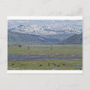 Search for yellowstone national park postcards River