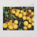 Search for grapefruit postcards Vintage
