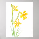 Search for daffodil watercolor art Yellow
