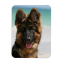 Search for deutscher magnets Shepherd german