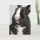 Search for white rabbit cards Cute