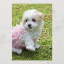 Search for poodle cards invites Cute puppy