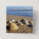 Search for shell badges Beach