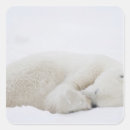 Search for manitoba stickers Animal