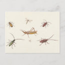 Search for insect postcards Animals
