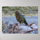 Search for kea posters Parrot