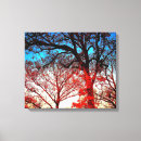 Search for black oak tree art Photograph