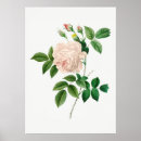 Search for pretty pink roses posters Antique