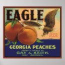 Search for eagle posters Woodland
