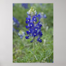 Search for bluebonnet posters Texas state flower