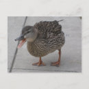 Search for quack postcards Nature