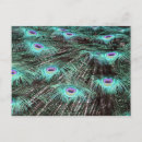 Search for peacock feathers postcards Peafowl