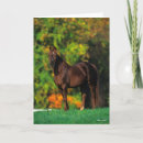 Search for rocky mountain horse Autumn