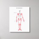 Search for human skeleton art Skeletal