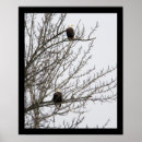 Search for birds of prey posters Nature