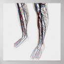 Search for medical illustration posters Leg